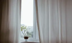 Jasne zasłony po bokach okna, na parapecie mała roślina w doniczce.
